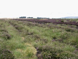 Peat surface ca. 5-10 years post-abandonment with patchy growth of Sphagnum and Eriophorum sp.
