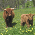 Highland Cattle