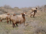 Saraja sheep