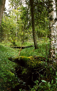 Kangasvaara Site, Nurmes, East Finland