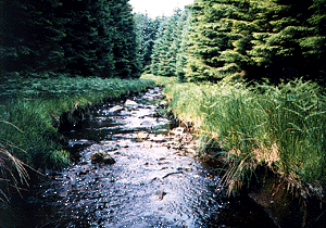 Woodland waterway