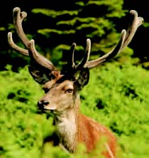 Close-up photograph of a deer