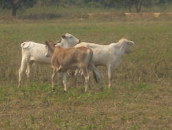 Low intensity cattle ranching