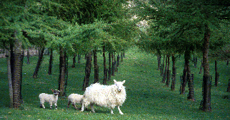 Photo of sheep