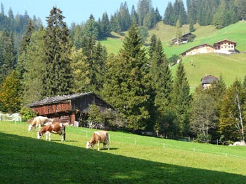 Hut and cows, Austria. © Gunter Prager