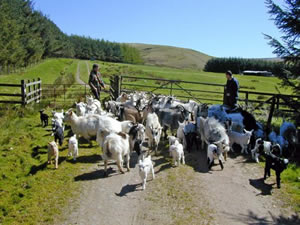 Image showing areas we research in relation to Society and Countryside