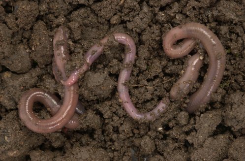 Image showing areas we research in relation to Soil Quality