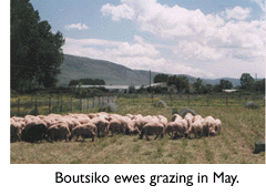 Photo of Boutsiko ewes grazing
