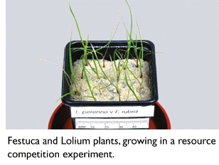 Photo of Festuca & Lollium plants