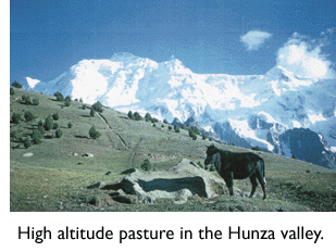 Photo of pasture in Hunza valley
