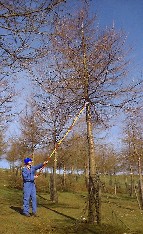high pruning hybrid larch