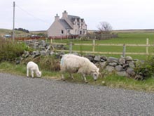 Sheep family and house, Scotland. © Diana Feliciano