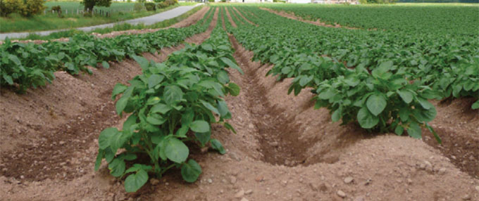 Field of potatoes