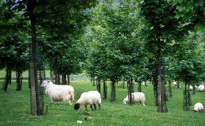 Photo of sheep browsing 12 year old sycamore