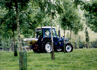 Tractor & fertiliser spreader in ash trees