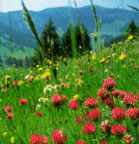 Alpine meadow (34 kB)