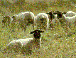Photo of Sheep