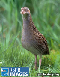 Corncrake are often heard but not seen (temporary picture)