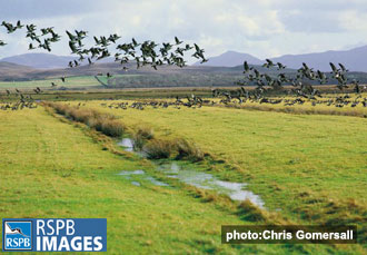 Geese can cause significant damage to crops. Picture © RSPB images
