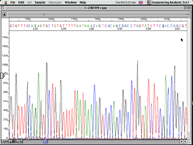 DNA sequence chromatogram