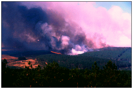 Forest Fire in Ouvida, Portugal