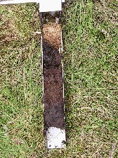 Picture of peat core taken from a naturally regenerating site