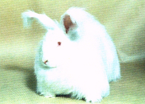 rabbit