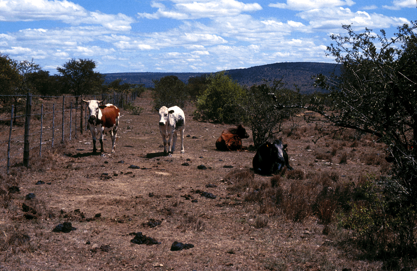Cattle Grazing