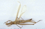 Acrida acuminata
