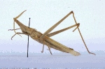 Acrida acuminata
