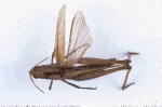 durchl_d_small.jpg