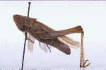 durchl_l_small.jpg