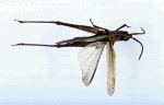 ortpra_d2_small.jpg