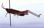 ortpra_l2_small.jpg