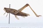 ortpra_l_small.jpg