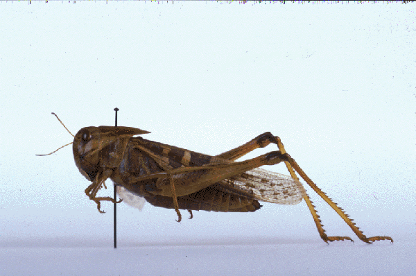 pdgh-3.gif
