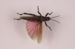 Male