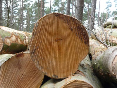 Log pile - Emma McIntyre