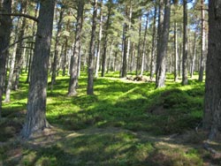 Forest (Scotland) © Sebastian Selge