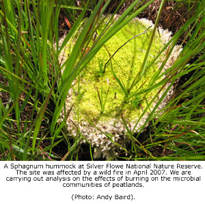 A Sphagnum hummock at Silver Flowe National Nature Reserve. The site was affected by a wild fire in April 2007. We are carrying out analysis on the effects of burning on the microbial communities of peatlands. (Photo: Andy Baird).