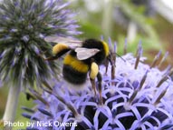 Bee - photo courtesy Nick Owens