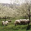 Bulgarian Lifestyle Photographs from http://www.travel-bulgaria.com/