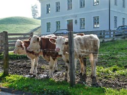 Cows outside a school (Austria). © Gunter Prager