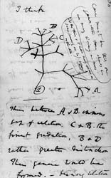 Darwin's sketch of Tree of Life