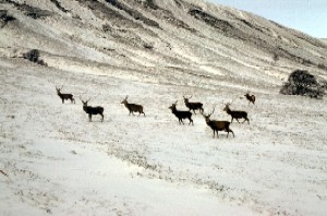 Image showing example output from deerMAP
