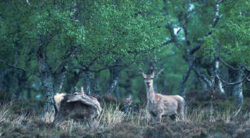 Red deer hinds