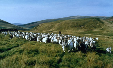 Photo of goats in field