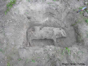 pig decomposition pic1 