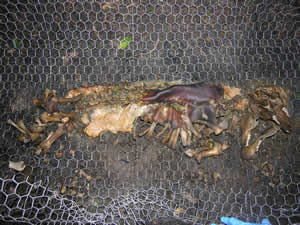 pig decomposition pic2 