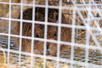 Leveret in cage
